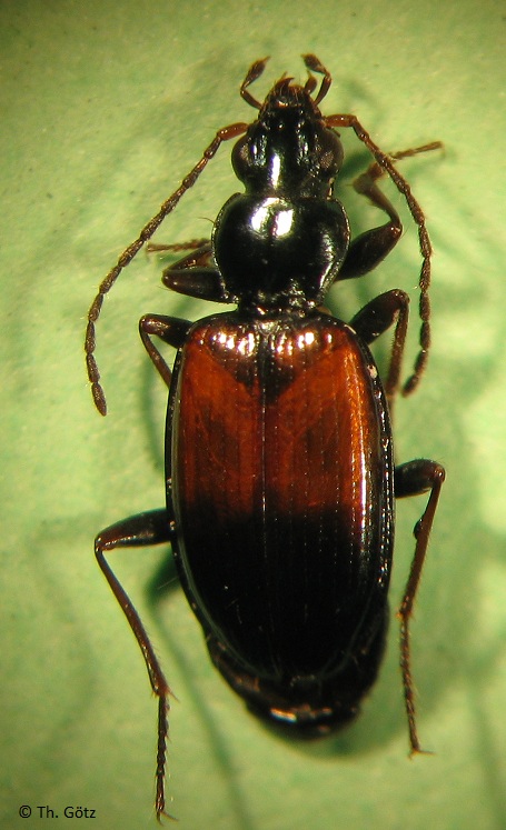 Bembidion varicolor, Kt. St. Gallen (CH)