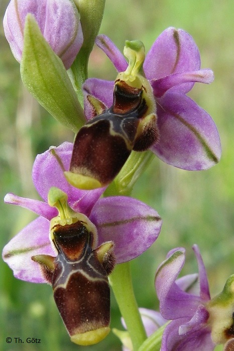 Ophrys scolopax, Andalusien (E)